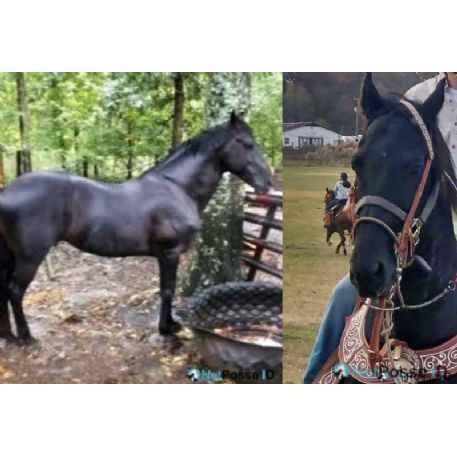 RECOVERED Horse - Indian aka Indio in Spanish , Stockbridge , Ga 30281